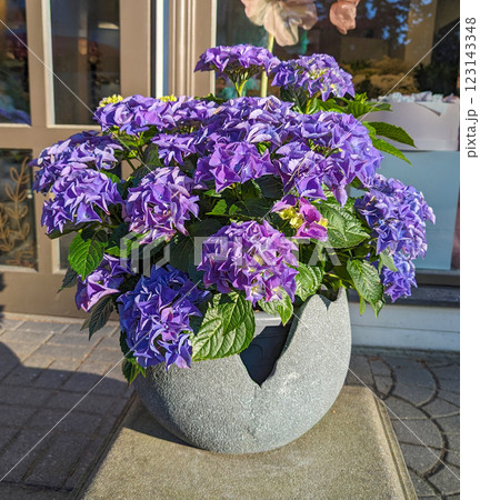 A lush purple hydrangea in a stylish cracked stone planter enhances the urban environment with natural beauty and elegance. A lush purple hydrangea in a stylish cracked stone planter enhances the urban environment with natural beauty and elegance. 123143348