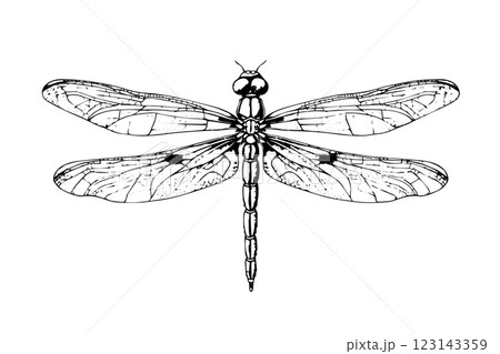 Dragonfly hand drawn ink sketch. Engraved style vector illustration. Dragonfly hand drawn ink sketch. Engraved style vector illustration. 123143359