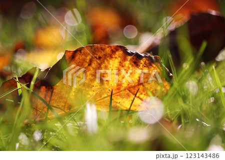Close-up of colorful autumn leaves and natural sun flare - selective focus 123143486