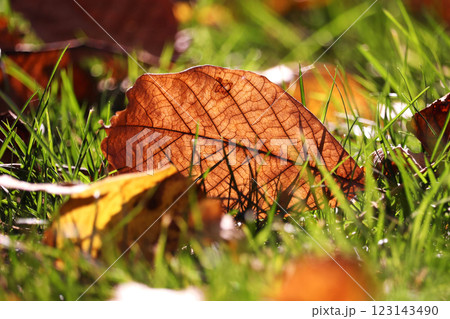Close-up of colorful autumn leaves and natural sun flare - selective focus 123143490