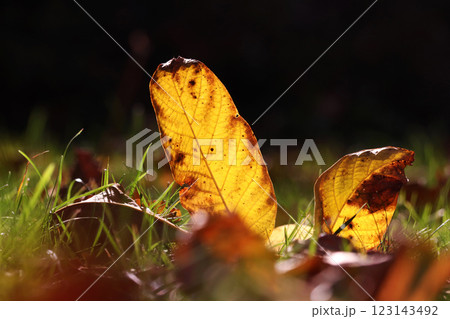 Close-up of colorful autumn leaves and natural sun flare - selective focus 123143492