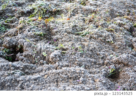 霜が降りた休耕地 123143525