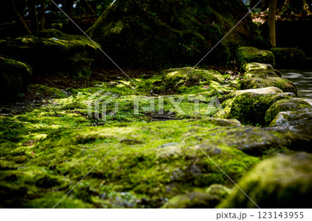 侘び寂びの美学 – 静かに広がる緑の絨毯 123143955