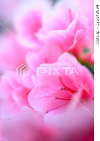 アザレアの花_6488 123143994