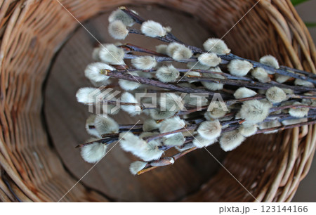 Heap of willow twigs with catkins. Harvesting young willow vines for weaving baskets and utensils Heap of willow twigs with catkins. Harvesting young willow vines for weaving baskets and utensils 123144166
