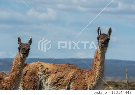 Guanacos on Tierra de Fuego Guanacos on Tierra de Fuego 123144448