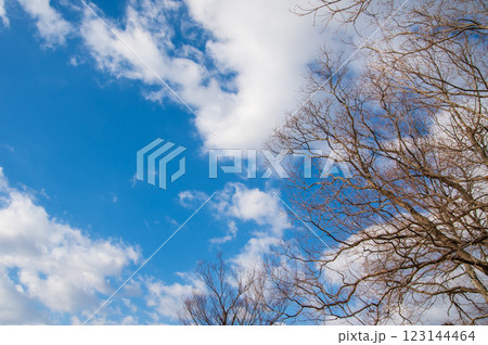 《冬景色》青空と落葉した木 123144464