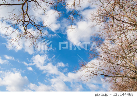 《冬景色》青空と落葉した木 123144469