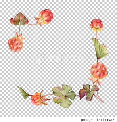 Cloudberry raspberry on stems with green leaves hand drawn in watercolor, red ripe forest berry. Square corner frame isolated botanical illustration. Restaurant, cafe menu, farmers market, recipe book 123144587