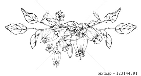 Blueberry white bell flower and bud with plant leaves on branches, hand drawn in ink vector, wildflower botanical illustration. Isolated garland composition, for scrapbooking, wedding, florist shop 123144591