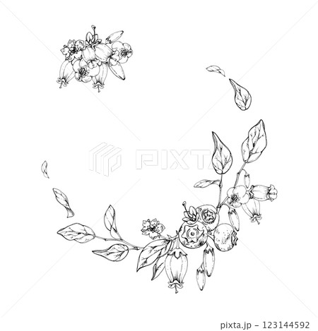 Blueberry blackberry, white bell flowers, hand drawn in ink vector, ripe forest berry bunch on branches. Isolated botanical garland wreath frame illustration. Wedding menu, farmers market, cosmetics 123144592