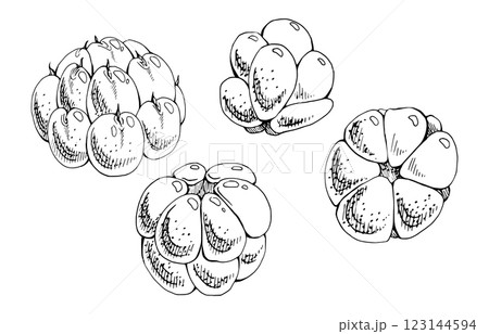 Cloudberry raspberry sloe fruit hand drawn vector ink, forest berry dewberry mulberry loganberry boysenberry. Botanical isolated illustration set. Restaurant, cafe menu, wedding, farmers market 123144594