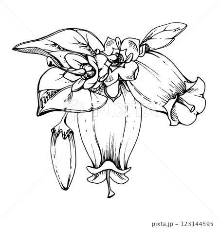 Blueberry white bell flower and bud with plant leaves, hand drawn in ink vector, inflorescence wildflower botanical illustration. Isolated buttonhole composition. Scrapbooking, wedding, florist shop 123144595