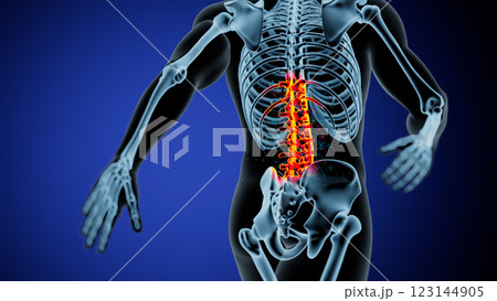 Vibrant Anatomical Illustration of the Human Spine and Pelvis 123144905