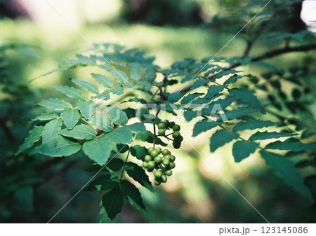 新緑の頃の山椒の実と青々とした葉のフィルム写真 新緑の頃の山椒の実と青々とした葉のフィルム写真 123145086