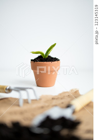 Small plant in terra cotta pot with gardening tools on white background 123145319