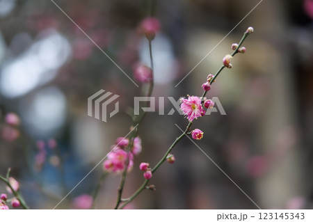 梅の花 梅の花 123145343