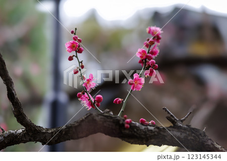 梅の花 123145344