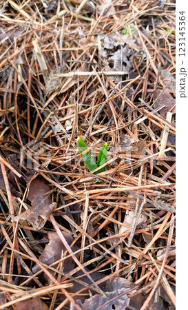 New Fresh Green Shoots are Emerging from Beneath Pine Needles in the Forest Floor New Fresh Green Shoots are Emerging from Beneath Pine Needles in the Forest Floor 123145364