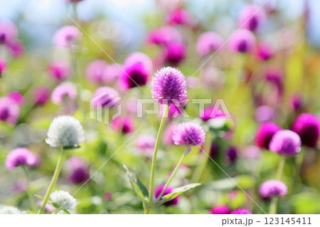可愛い センニチコウの花 可愛い センニチコウの花 123145411
