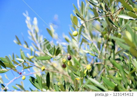 爽やか　オリーブの実 123145412