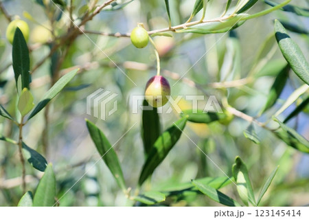 爽やか 色づく オリーブの実 爽やか 色づく オリーブの実 123145414