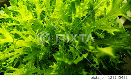 A Detailed CloseUp of Vibrant Fresh Green Leafy Lettuce with Rich Textures and Colors 123145421