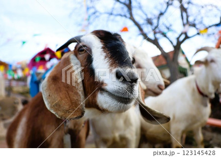 A Friendly Goat is Happily Enjoying the Beautiful Outdoors with Cheerful Vibes All Around 123145428