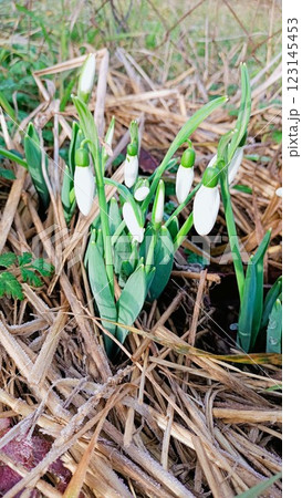 As early spring arrives, delicate snowdrop blooms emerge gracefully from the grounds surface 123145453