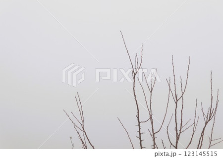 Bare branches contrast with a misty background, evoking calmness and tranquility 123145515