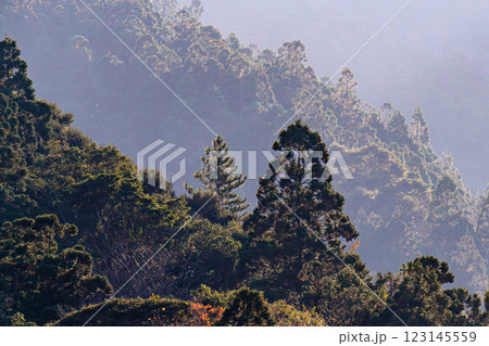 屋久島　斜光に映える杉山(11月) 123145559