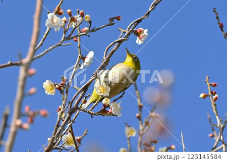 梅の花の蜜を吸うメジロ。甘いものが大好物の野鳥。 梅の花の蜜を吸うメジロ。甘いものが大好物の野鳥。 123145584