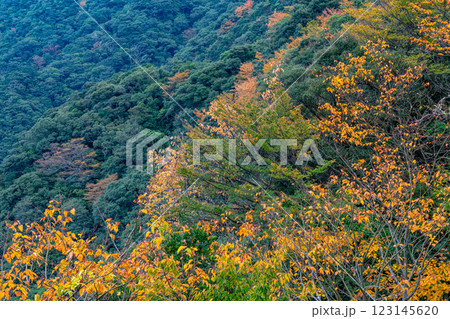 屋久島洋上アルプス 鮮やかな紅葉(11月) 屋久島洋上アルプス 鮮やかな紅葉(11月) 123145620
