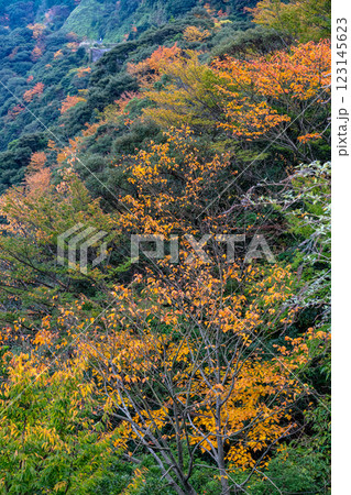 屋久島　斜光に映える紅葉(11月) 123145623