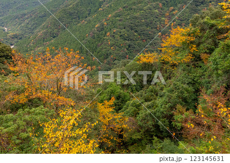 屋久島洋上アルプスの秋(11月)山や森に映える木々の紅葉 屋久島洋上アルプスの秋(11月)山や森に映える木々の紅葉 123145631
