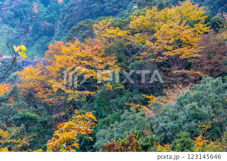 屋久島洋上アルプスの秋(11月)山や森に映える木々の紅葉 屋久島洋上アルプスの秋(11月)山や森に映える木々の紅葉 123145646