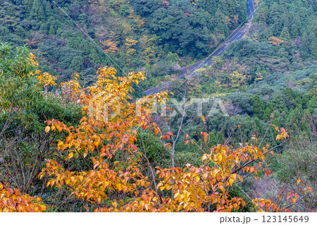 屋久島洋上アルプスの秋(11月)山や森に映える木々の紅葉 123145649