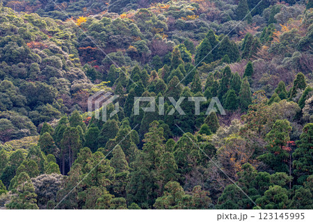 屋久島洋上アルプスの秋(11月)杉山に映える木々の紅葉 屋久島洋上アルプスの秋(11月)杉山に映える木々の紅葉 123145995