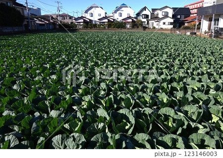キャベツ栽培・農業の背景素材・天候不順でキャベツの価格高騰 キャベツ栽培・農業の背景素材・天候不順でキャベツの価格高騰 123146003