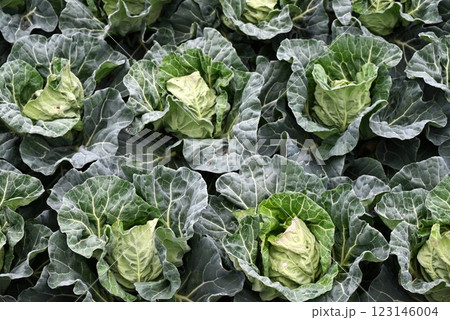 キャベツ栽培・農業の背景素材・天候不順でキャベツの価格高騰 キャベツ栽培・農業の背景素材・天候不順でキャベツの価格高騰 123146004