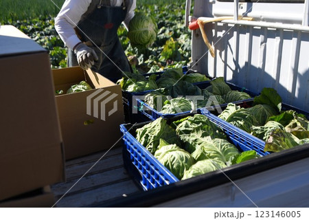 キャベツ栽培・農業の背景素材・天候不順でキャベツの価格高騰 123146005