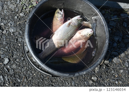 釣り上げた魚 釣り上げた魚 123146034