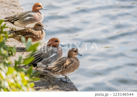 石垣の上のヒドリガモ　大阪城公園 123146544