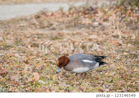 陸に上がって食べ物を探すヒドリガモ(オス) 大阪城公園 陸に上がって食べ物を探すヒドリガモ(オス) 大阪城公園 123146549