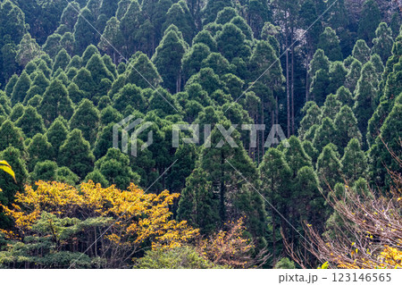 屋久島洋上アルプスの秋(11月)日差しに映える杉山と紅葉 屋久島洋上アルプスの秋(11月)日差しに映える杉山と紅葉 123146565
