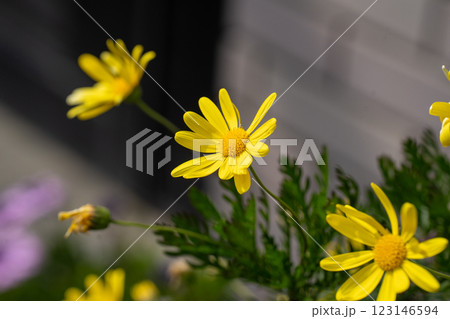 春の緑と日光に映えるユリオプスデージー 春の緑と日光に映えるユリオプスデージー 123146594