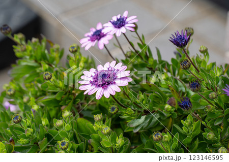 春に鮮やかに咲くオステオスペルマムの花 春に鮮やかに咲くオステオスペルマムの花 123146595