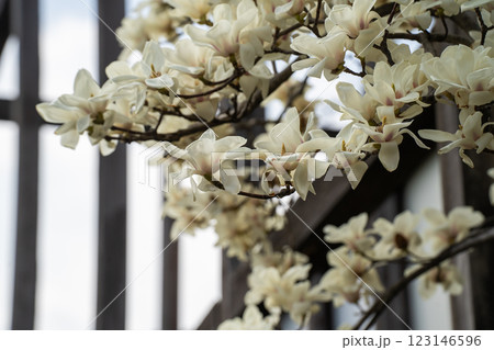 早春に白い花を咲かせたモクレン 123146596