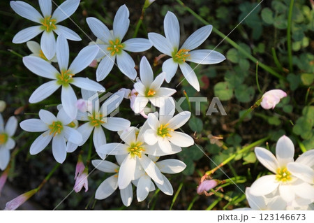 爽やか　タマスダレの花 123146673