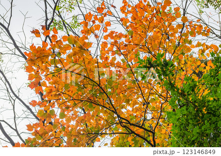 屋久島　ヤクシマオナガカエデの遅い紅葉(冬) 123146849